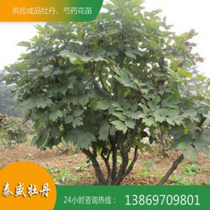 精品观赏牡丹树 优质牡丹树 3米高牡丹树价格 多色系