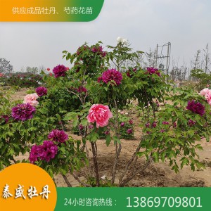 精品观赏牡丹树 优质牡丹树 3米高牡丹树价格 多色系