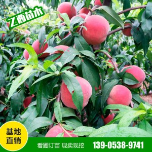 桃树苗自产自销 早晚熟桃树苗 映霜红桃 秋彤桃 血桃 量大从惠