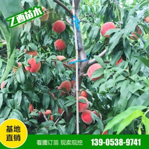 桃树苗自产自销 早晚熟桃树苗 映霜红桃 秋彤桃 血桃 量大从惠