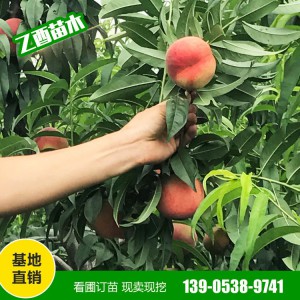 桃树苗自产自销 早晚熟桃树苗 映霜红桃 秋彤桃 血桃 量大从惠