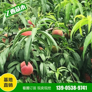 桃树苗自产自销 早晚熟桃树苗 映霜红桃 秋彤桃 血桃 量大从惠