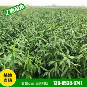 桃树苗自产自销 早晚熟桃树苗 映霜红桃 秋彤桃 血桃 量大从惠