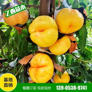 黄金蜜桃苗批发 中蟠11 黄金蟠桃苗 风味天后油蟠 适合南北各地栽培 易成活
