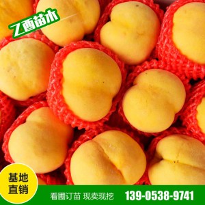 黄金蜜桃苗批发 中蟠11 黄金蟠桃苗 风味天后油蟠 适合南北各地栽培 易成活