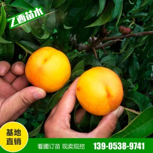 黄金蜜桃苗批发 中蟠11 黄金蟠桃苗 风味天后油蟠 适合南北各地栽培 易成活