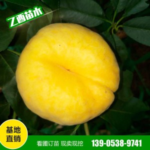 黄金蜜桃苗批发 中蟠11 黄金蟠桃苗 风味天后油蟠 适合南北各地栽培 易成活