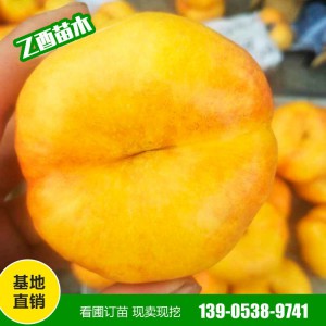 黄金蜜桃苗批发 中蟠11 黄金蟠桃苗 风味天后油蟠 适合南北各地栽培 易成活