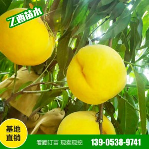 黄金蜜桃苗批发 中蟠11 黄金蟠桃苗 风味天后油蟠 适合南北各地栽培 易成活