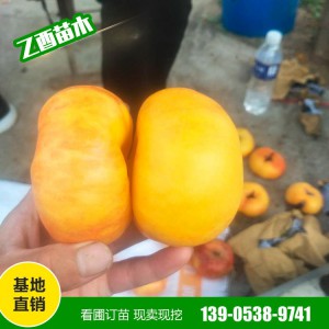 黄金蜜桃苗批发 中蟠11 黄金蟠桃苗 风味天后油蟠 适合南北各地栽培 易成活