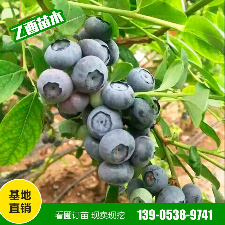 批发蓝莓苗 奥尼尔 薄雾 蓝丰 量大从惠 南北方四季种植果树苗