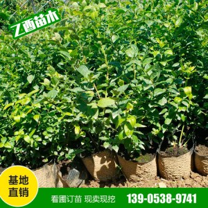 批发蓝莓苗 奥尼尔 薄雾 蓝丰 量大从惠 南北方四季种植果树苗
