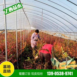 批发蓝莓苗 奥尼尔 薄雾 蓝丰 量大从惠 南北方四季种植果树苗