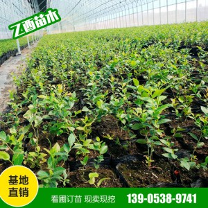 批发蓝莓苗 奥尼尔 薄雾 蓝丰 量大从惠 南北方四季种植果树苗