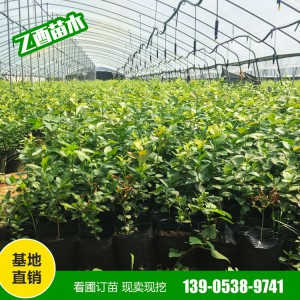 批发蓝莓苗 奥尼尔 薄雾 蓝丰 量大从惠 南北方四季种植果树苗