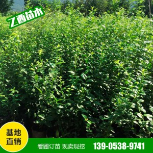 批发蓝莓苗 奥尼尔 薄雾 蓝丰 量大从惠 南北方四季种植果树苗