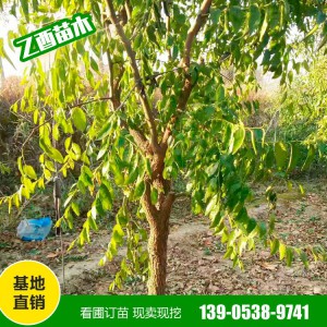 基地批发冬枣树 嫁接枣树苗 品种齐全大小苗规格齐全