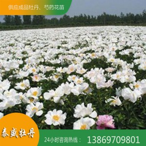 油用牡丹花 菏泽牡丹 油用牡丹种苗价格 泰盛牡丹