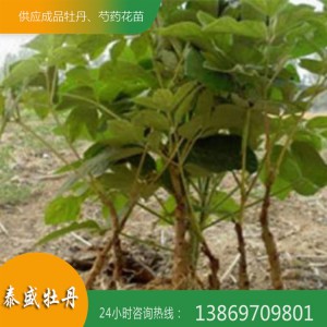 油用牡丹花 菏泽牡丹 油用牡丹种苗价格 泰盛牡丹