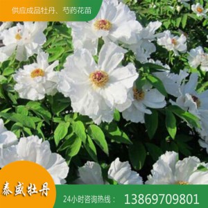 泰盛牡丹现货供应油用牡丹 一年生两年生油用牡丹种生苗 高产油用牡丹