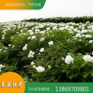 泰盛牡丹批发多年生牡丹苗 油用牡丹苗 牡丹苗种植技术