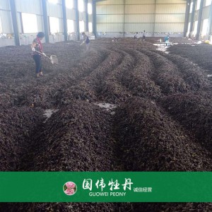 牡丹籽大量现货供应 优质牡丹种子 油用药用牡丹籽批发价格