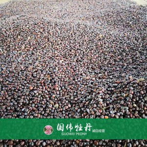 牡丹籽大量现货供应 优质牡丹种子 油用药用牡丹籽批发价格