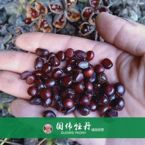 牡丹籽大量现货供应 优质牡丹种子 油用药用牡丹籽批发价格