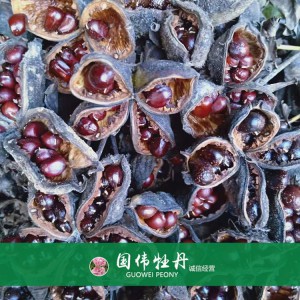 牡丹籽大量现货供应 优质牡丹种子 油用药用牡丹籽批发价格