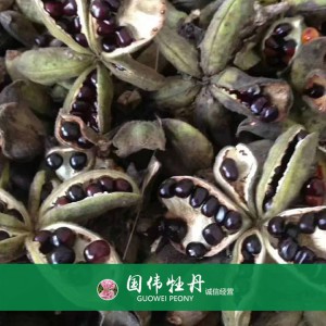 牡丹籽大量现货供应 优质牡丹种子 油用药用牡丹籽批发价格
