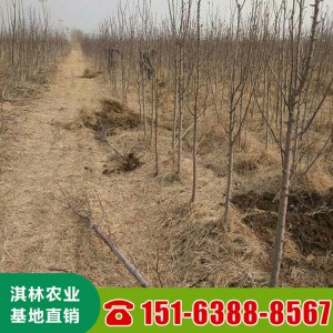 瑞雪苹果苗 3公分5公分早熟品种苹果苗 果大甜度高 大量现货直供