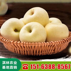 基地批发维纳斯黄金苹果苗 苹果树苗 矮化维纳斯黄金苹果树苗嫁接苹果苗