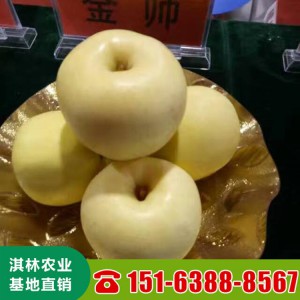 基地批发维纳斯黄金苹果苗 苹果树苗 矮化维纳斯黄金苹果树苗嫁接苹果苗