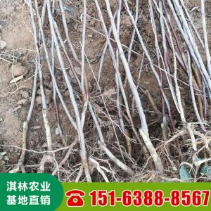 基地批发维纳斯黄金苹果苗 苹果树苗 矮化维纳斯黄金苹果树苗嫁接苹果苗