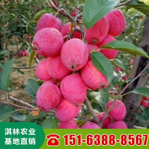 瑞雪苹果苗 3公分5公分早熟品种苹果苗 果大甜度高 大量现货直供