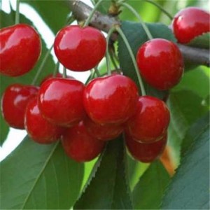 泰安萨米脱樱桃苗专卖 苗圃大量车厘子樱桃 红灯樱桃苗批发 高产量易成活大樱桃苗