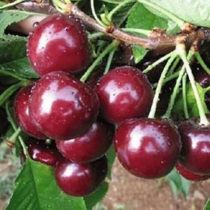 泰安萨米脱樱桃苗专卖 苗圃大量车厘子樱桃 红灯樱桃苗批发 高产量易成活大樱桃苗