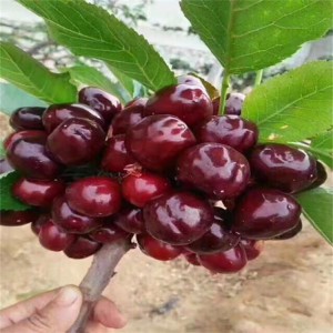 泰安萨米脱樱桃苗专卖 苗圃大量车厘子樱桃 红灯樱桃苗批发 高产量易成活大樱桃苗