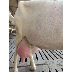 萨能奶山羊羊羔价格 奶山羊特点 金骏 大量供应