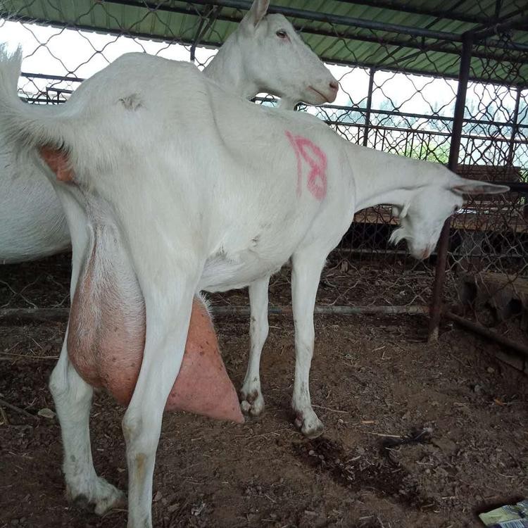 奶山羊羊羔 西安奶山羊 金骏 批发零售