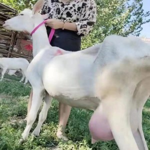 活体萨能奶山羊种羊 个人出售奶山羊 金骏 价格实惠