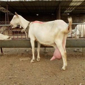 周边奶山羊价格小羊苗 购买奶山羊 金骏 批发供应