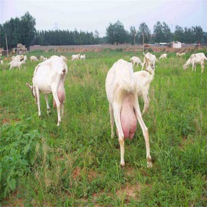 周边奶山羊价格小羊苗 购买奶山羊 金骏 批发供应