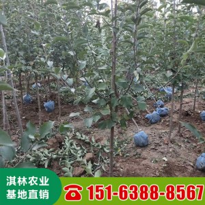 苹果树苗种植基地 烟富系列苹果苗 烟富0 烟富6 烟富8苹果苗批发价格