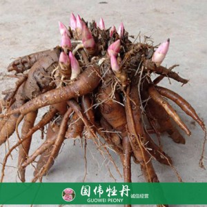 观赏芍药苗基地 芍药小苗 芍药种苗