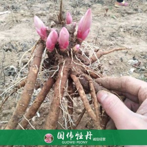 观赏芍药苗基地 芍药小苗 芍药种苗