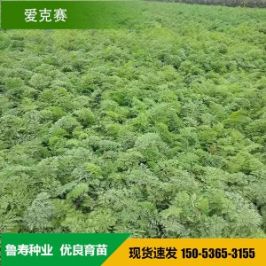 高端杂交胡萝卜种子 进口杂交胡萝卜种子 山东鲁寿种业直销