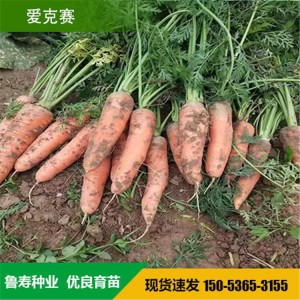 高端杂交胡萝卜种子 进口杂交胡萝卜种子 山东鲁寿种业直销