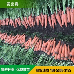 高端杂交胡萝卜种子 进口杂交胡萝卜种子 山东鲁寿种业直销