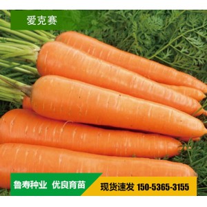 高端杂交胡萝卜种子 进口杂交胡萝卜种子 山东鲁寿种业直销